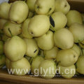 Sweet and Crisp Fresh Early Su Pear